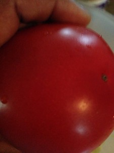 Have You Shared Your Tomatoes?  If You Haven’t, Find Out Why You Should!