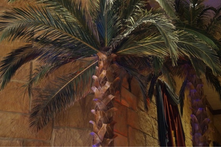 lobby palm trees.jpg